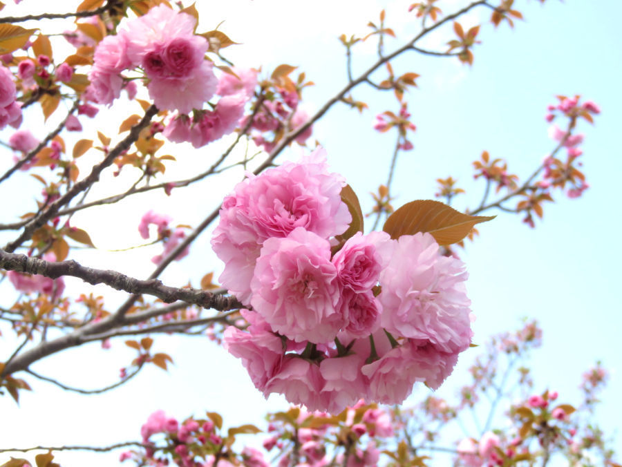 八重桜 カンザン 関山 Viva Hambo