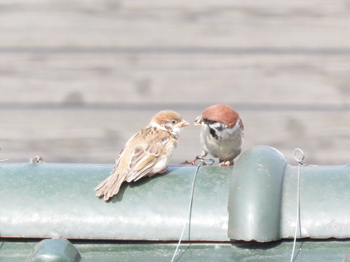 野鳥の部屋 Viva Hambo